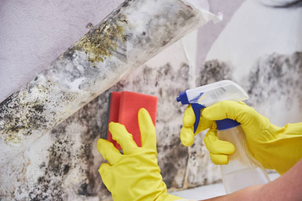 Best Water Damage & Mold Remediation  in Clearview, WA